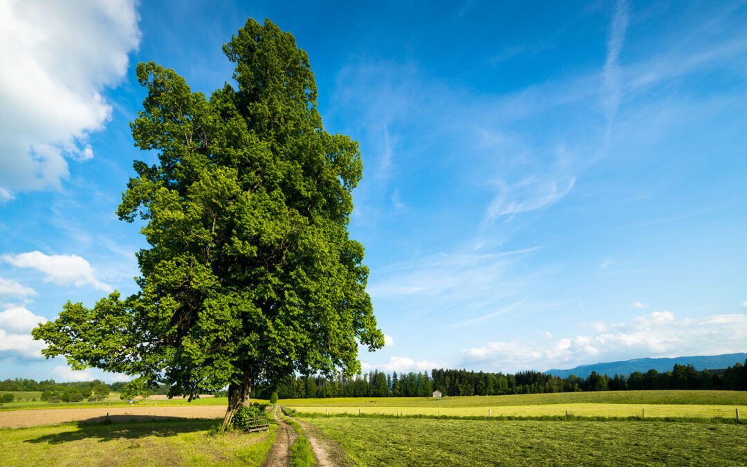 Responsabilidad medioambiental
